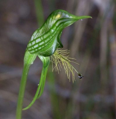 Pterostylis plumosa, photographed by Russell Best