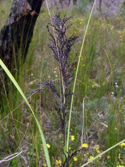 Gahnia radula, photographed by Russell Best