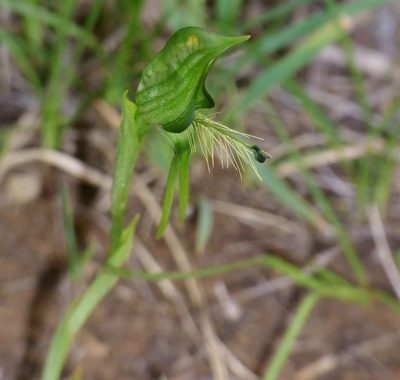 Pterostylis unicornis, photographed by Russell Best