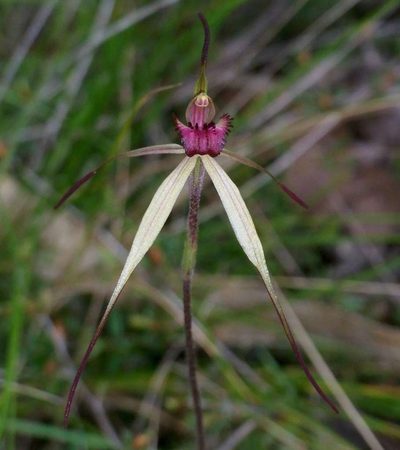 Caladenia oenochila, photographed by Russell Best