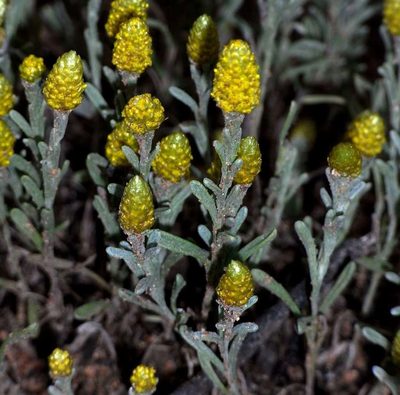 Angianthus tomentosus, photographed by Russell Best