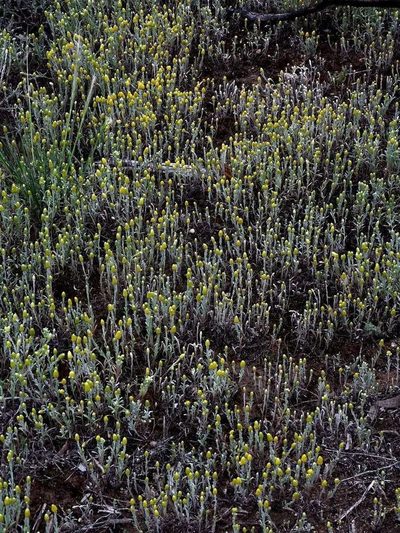 Angianthus tomentosus, photographed by Russell Best