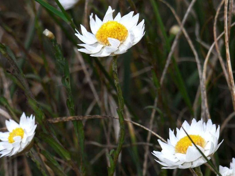 Rhodanthe stuartiana, photographed by Russell Best