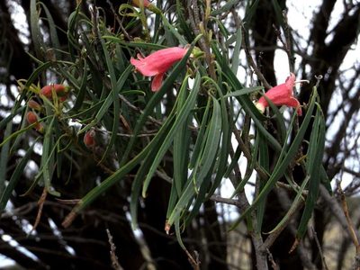 Eremophila longifolia, photographed by Russell Best