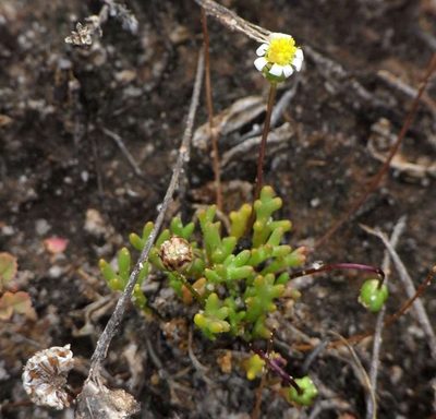 Brachyscome lineariloba, photographed by Russell Best
