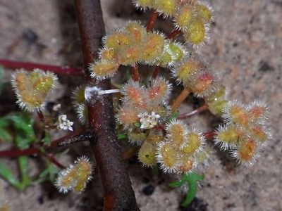 Trachymene cyanopetala, photographed by Russell Best