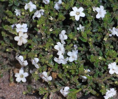 Cyphanthera myosotidea, photographed by Russell Best