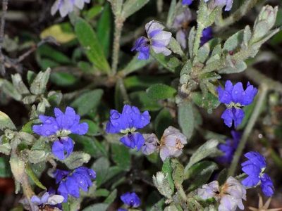 Dampiera marifolia, photographed by Russell Best