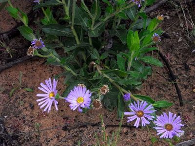 Olearia rudis, photographed by Russell Best