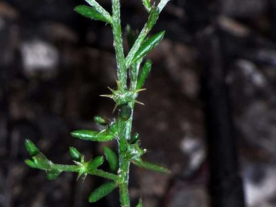 Sclerolaena parviflora, photographed by Russell Best