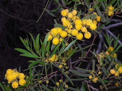 Acacia ligulata, photographed by Russell Best