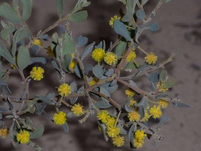 Acacia brachybotrya, photographed by Russell Best