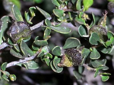 Dodonaea bursariifolia, photographed by Russell Best