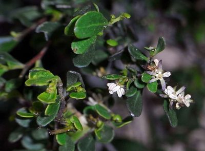 Dodonaea bursariifolia, photographed by Russell Best