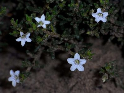 Cyphanthera myosotidea, photographed by Russell Best