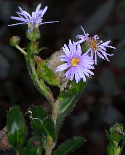 Olearia rudis, photographed by Russell Best