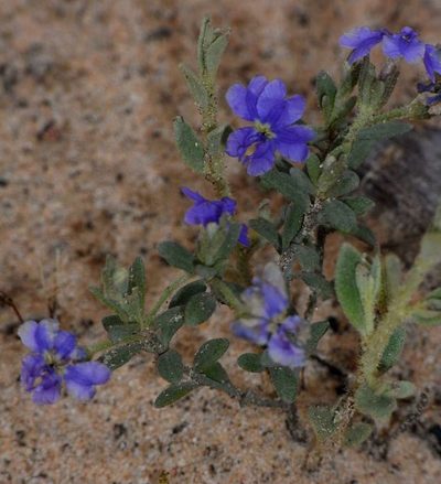 Dampiera marifolia, photographed by Russell Best