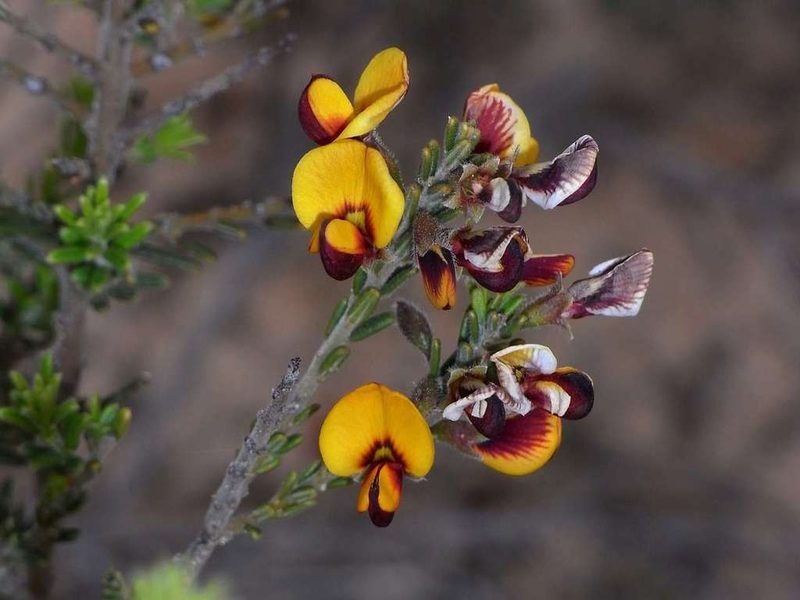 Aotus subspinescens, photographed by Russell Best