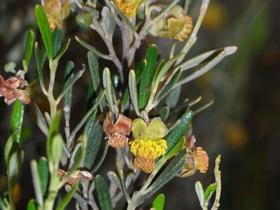 Beyeria opaca, photographed by Russell Best