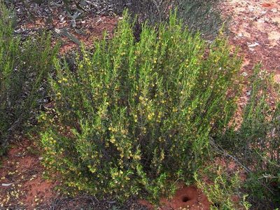 Beyeria opaca, photographed by Russell Best