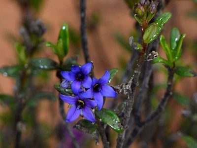 Halgania andromedifolia, photographed by Russell Best