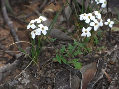 Harmsiodoxa blennodioides, photographed by Russell Best