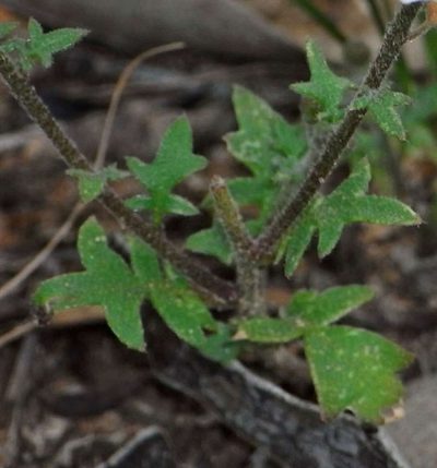 Harmsiodoxa blennodioides, photographed by Russell Best