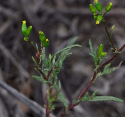 Senecio glossanthus, photographed by Russell Best