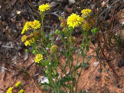 Calotis cymbacantha, photographed by Russell Best