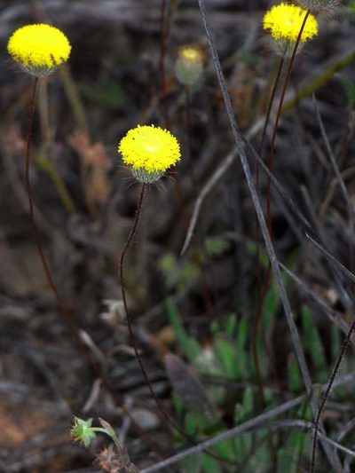 Asteridea athrixioides, photographed by Russell Best