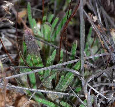 Asteridea athrixioides, photographed by Russell Best