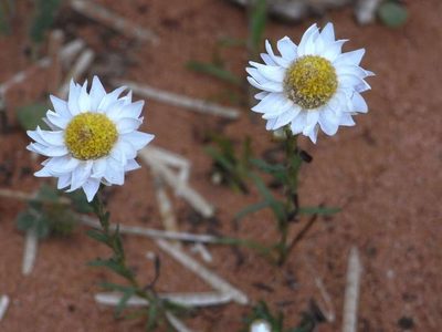 Rhodanthe stuartiana, photographed by Russell Best