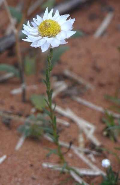 Rhodanthe stuartiana, photographed by Russell Best