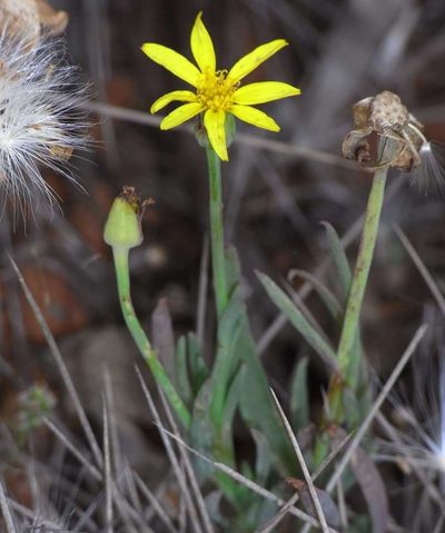 Senecio gregorii, photographed by Russell Best