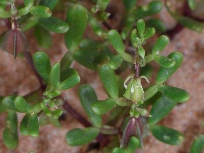 Roepera ammophila, photographed by Russell Best