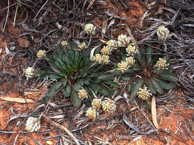 Ptilotus seminudus, photographed by Russell Best