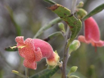 Eremophila longifolia, photographed by Russell Best