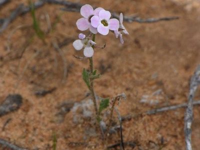 Harmsiodoxa blennodioides, photographed by Russell Best