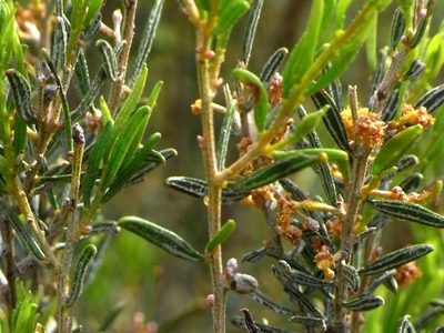 Acacia wilhelmiana, photographed by Russell Best