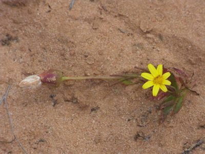 Senecio gregorii, photographed by Russell Best