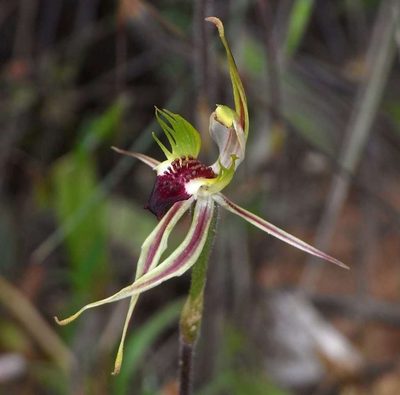 Caladenia verrucosa, photographed by Russell Best