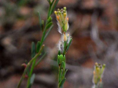 Pimelea trichostachya, photographed by Russell Best