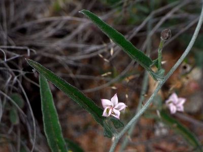 Convolvulus remotus, photographed by Russell Best