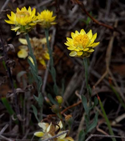 Rhodanthe polygalifolia, photographed by Russell Best