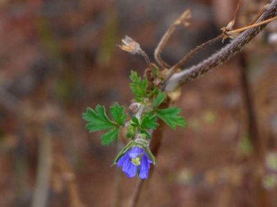 Erodium crinitum, photographed by Russell Best