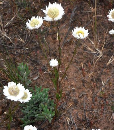 Rhodanthe stuartiana, photographed by Russell Best