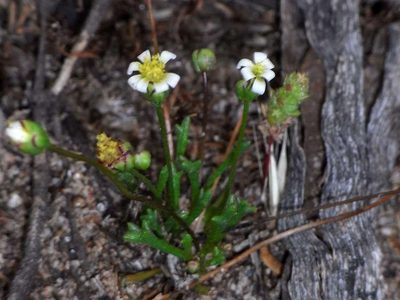 Brachyscome lineariloba, photographed by Russell Best