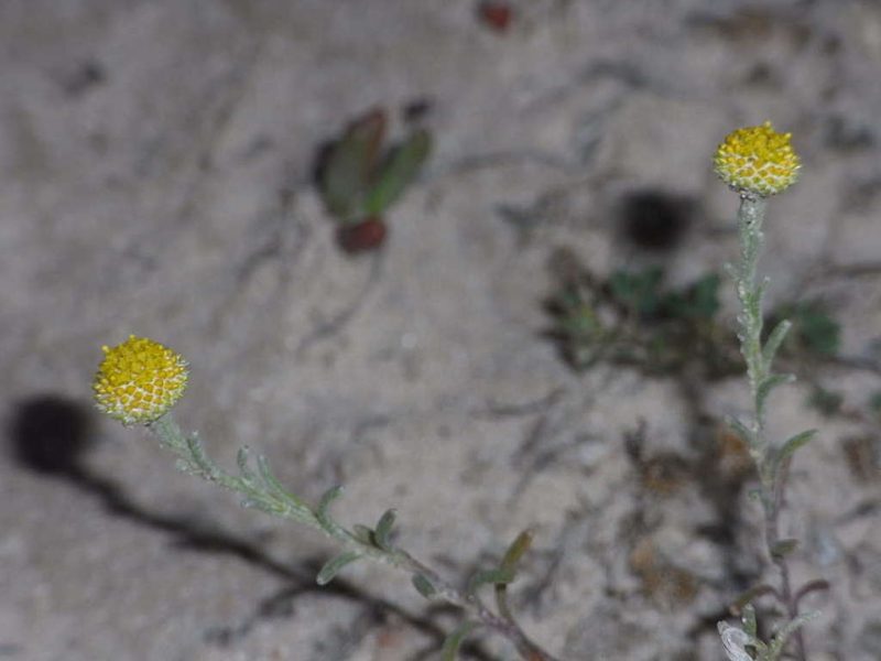 Trichanthodium skirrophorum, photographed by Russell Best