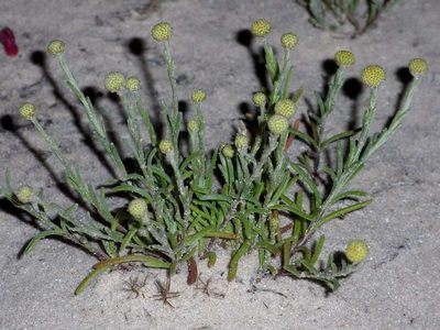 Trichanthodium skirrophorum, photographed by Russell Best