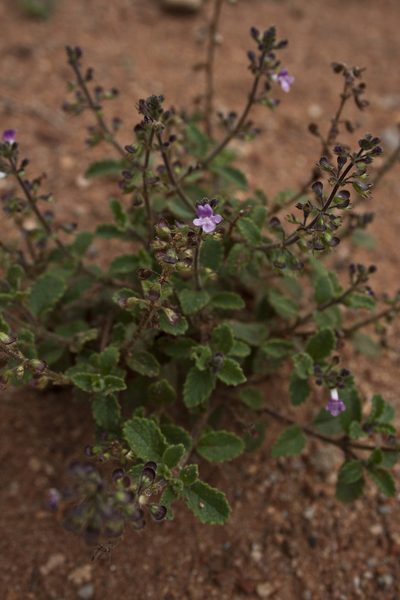 Endostemon viscosus, photographed by Siddarth Machado